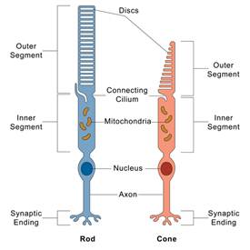 Description: D:\ҹ\\\rod-and-cone-cells.jpeg